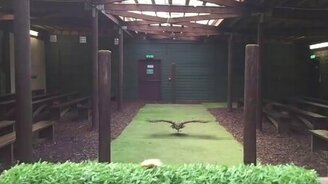 Полёт филина в замедлении - смотреть видео (0:28)