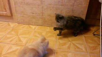 Смешной фырчащий пёсик и невозмутимый кот - смотреть видео (0:15)