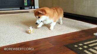 Корги против робота-неваляшки - смотреть видео (1:16)