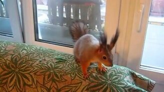 Забавная энергичная белочка - смотреть видео (0:31)