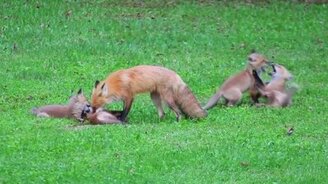 Лисята играют с мамкой - смотреть видео (2:14)