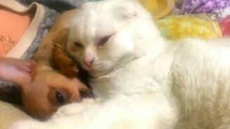 Игривый щенок и спокойный кот - смотреть видео (2:40)