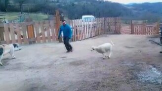 Резвый смешной ягнёнок - смотреть видео (1:35)