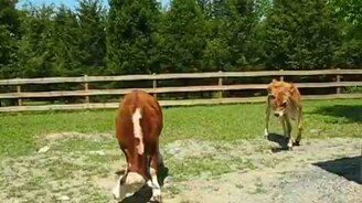 Бык пытается почесать рога - смотреть видео (0:39)