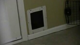 Явился котяра, не запылился - смотреть видео (0:34)