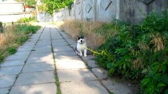 Уличные коты и котята - смотреть видео (3:38)