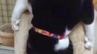 Смешное падение кошака - смотреть видео (0:19)