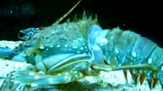 Как омар линяет - смотреть видео (6:37)