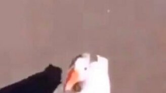 Гусь выбрал самое уязвимое место - смотреть видео (0:15)