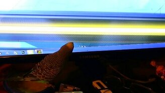 Попугай охотится на курсор - смотреть видео (0:50)