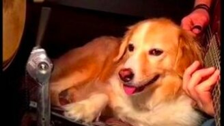 Меломан и его терпеливый пёс - смотреть видео (1:11)