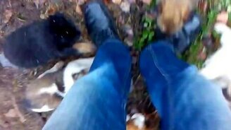 Много щенят, и они атакуют! - смотреть видео (0:30)