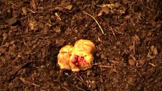 Гриб Пальцы дьявола - смотреть видео (1:00)