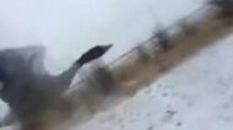 Добровольный попутчик - смотреть видео (0:37)