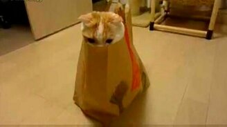 Котя в пакете - смотреть видео (2:13)