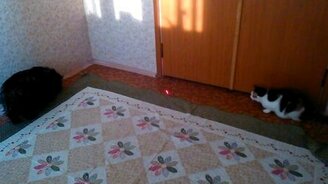 Кот и пёс против лазера - смотреть видео (1:47)