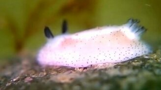 Слизняк Морской кролик - смотреть видео (4:09)