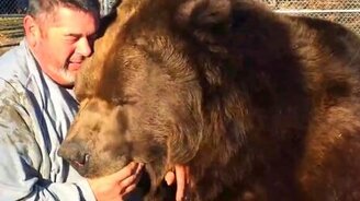 Огромный домашний медведь - смотреть видео (1:03)