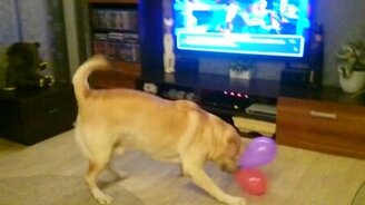 Собака радуется воздушным шарам - смотреть видео (1:46)