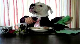 Пёс ест руками! - смотреть видео (5:52)