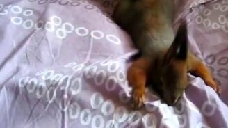 Белочка на любимой кровати - смотреть видео (0:50)