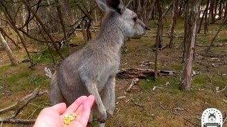 Общение с кенгуру - смотреть видео (2:16)