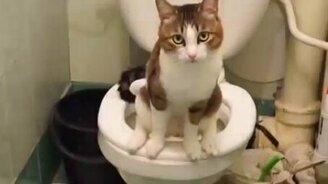 Воспитанный котик - смотреть видео (0:26)