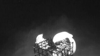 Гигантские мокрицы - смотреть видео (2:46)