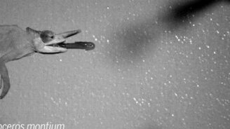 Самый быстрый язык - смотреть видео (1:29)