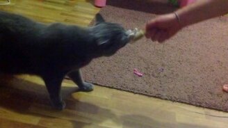 Кот с собачьим темпераментом - смотреть видео (0:48)