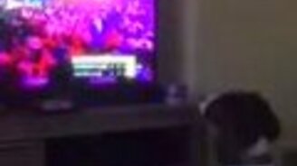 Пёс смешно реагирует на телевизор - смотреть видео (0:16)