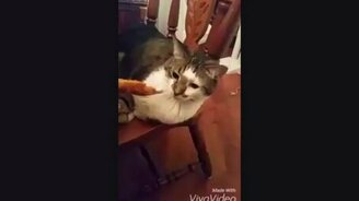 Котяра, не любящий людскую еду - смотреть видео (0:43)