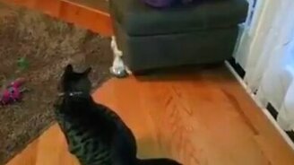 Шустрый котёнок-ниндзя - смотреть видео (0:25)