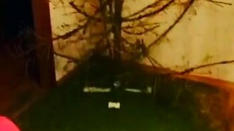 Ёлка, отжившая своё - смотреть видео (0:14)