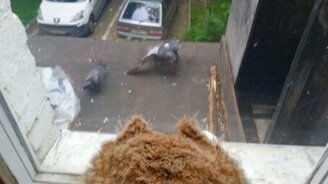 Сова наблюдает за голубиной битвой - смотреть видео (1:59)