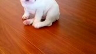 Малыш бульдог чешется - смотреть видео (0:10)