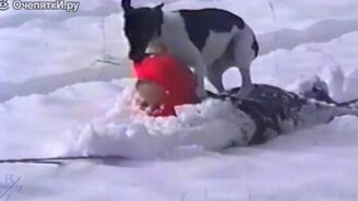 Как псинки любят зиму - смотреть видео (2:28)