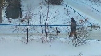 Человек выгуливает домашнего гуся - смотреть видео (0:33)