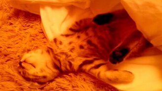 Котёнок спит, как убитый - смотреть видео (1:34)