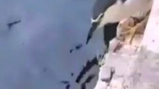 Птица использует наживку для ловли рыбы - смотреть видео (1:20)