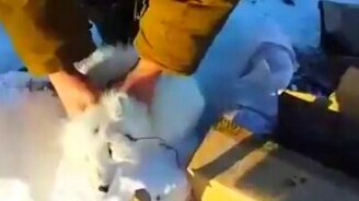 Песец-хитрец обманул охотников - смотреть видео (1:11)