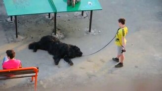 Пёс дремлет на прогулке - смотреть видео (3:06)