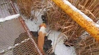 Собака решила закаляться - смотреть видео (1:13)