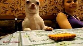 Собачонка крадёт печеньку - смотреть видео (0:58)