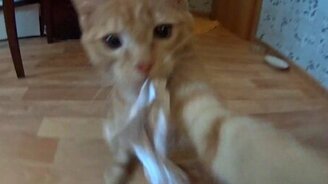 Вечно мурлычащий котёнок - смотреть видео (1:20)