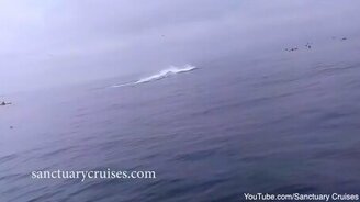 Кит опрокидывает каякеров - смотреть видео (0:42)