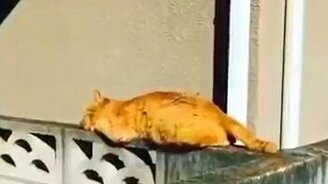 Чуть не свалился во сне - смотреть видео (0:15)