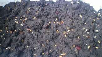 Ускоренный рост семян - смотреть видео (1:08)