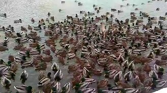 Множество уток на пруду - смотреть видео (1:42)