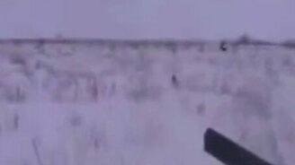 Беззащитный и наивный заяц - смотреть видео (0:24)